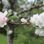 Διαμέρισμα Naturparadies Silvia *