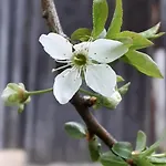 Naturparadies Silvia Διαμέρισμα *