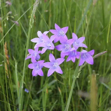 Appartamento Naturparadies Silvia *