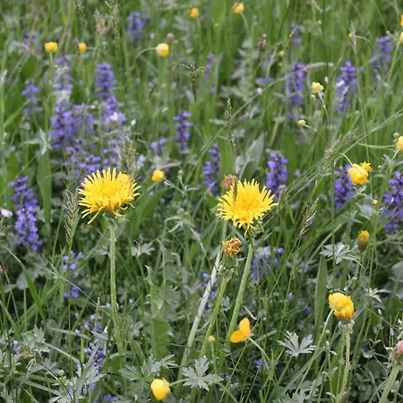 Naturparadies Silvia * 阿尔贝施文德