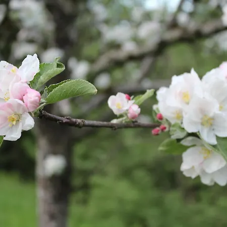 公寓 Naturparadies Silvia *