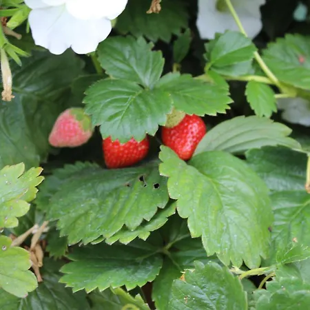 Naturparadies Silvia 公寓