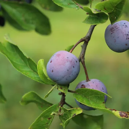 Naturparadies Silvia Alberschwende