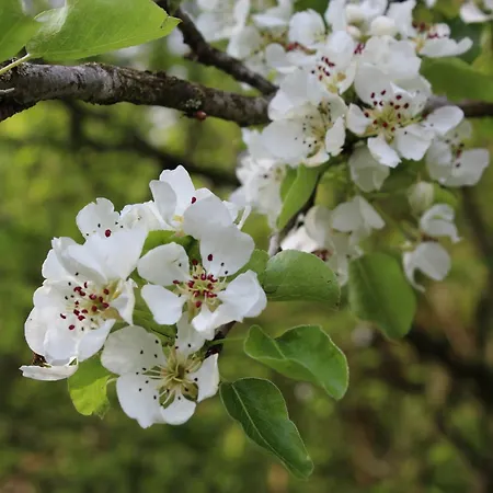 Naturparadies Silvia 公寓 阿尔贝施文德