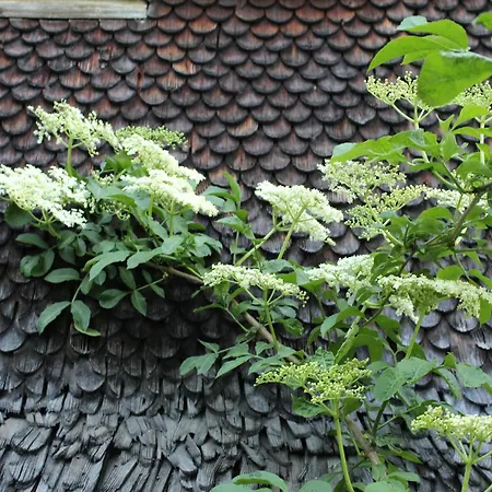 Apartment Naturparadies Silvia Alberschwende