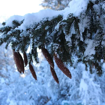 Naturparadies Silvia Appartement *
