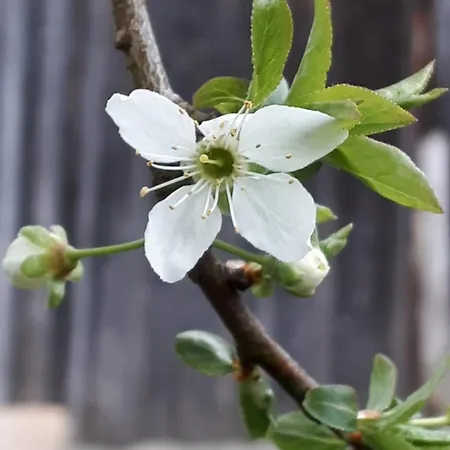 Naturparadies Silvia Appartamento *