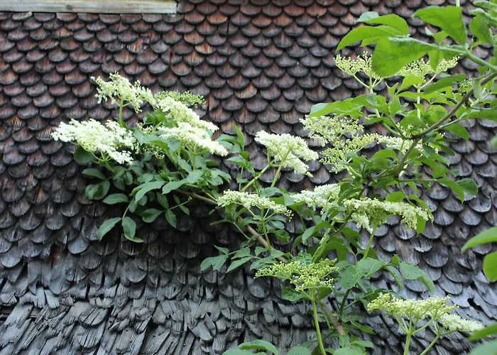 شقة Naturparadies Silvia البيرشوينده