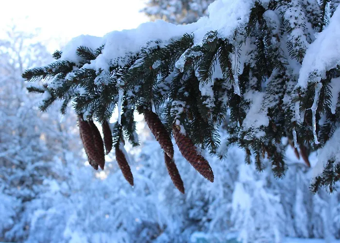 Naturparadies Silvia Appartement *